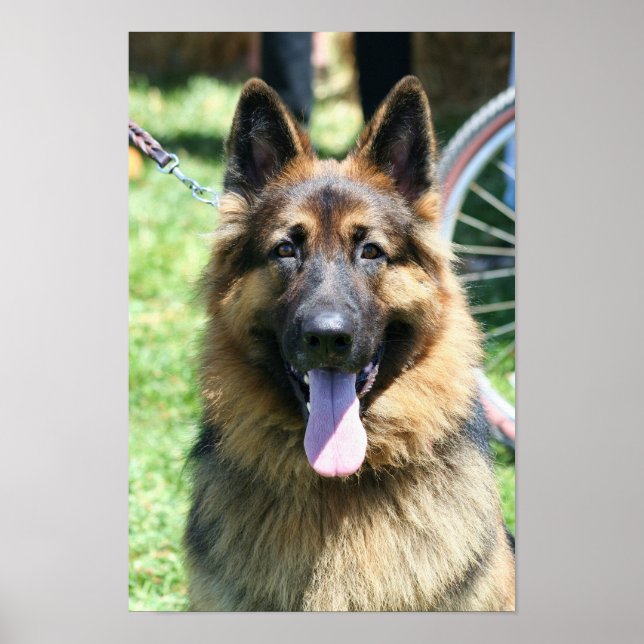 German Shepherd poster (Front)
