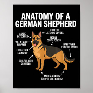 German Shepherd  Poster