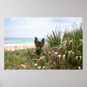 German Shepherd Poster Beachgrass