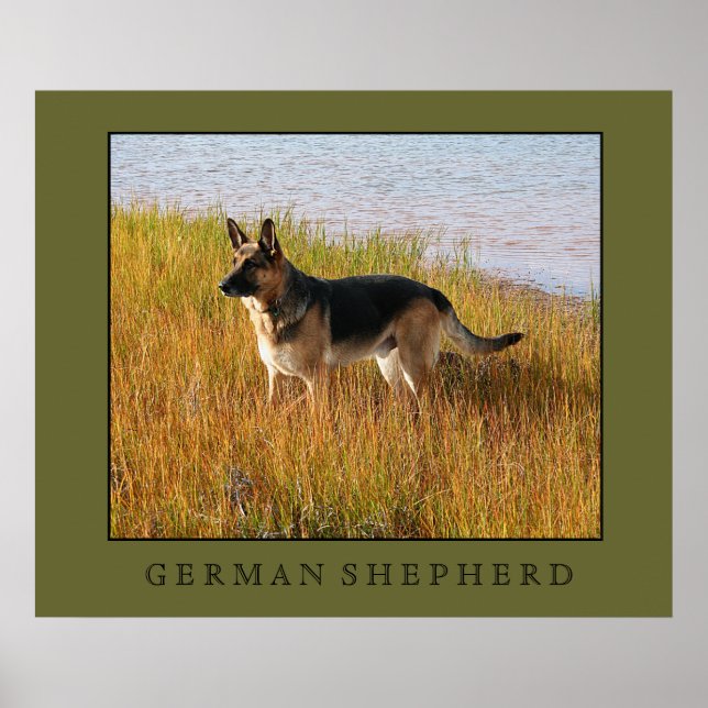 German Shepherd Print (Front)