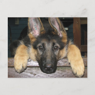 German Shepherd Pup Postcard