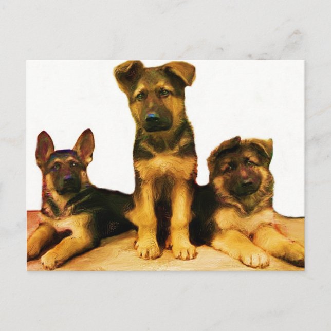 German Shepherd puppies postcard (Front)