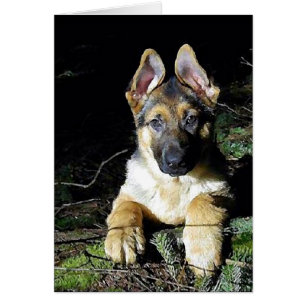 German-Shepherd Puppy