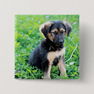 German Shepherd Puppy 15 Cm Square Badge