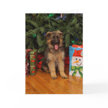 German Shepherd puppy at Christmas