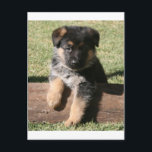 German Shepherd Puppy "Big Max" Postcard<br><div class="desc">German Shepherd Puppy "Big Max"</div>