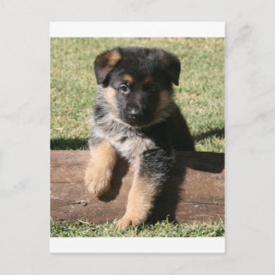 German Shepherd Puppy "Big Max" Postcard