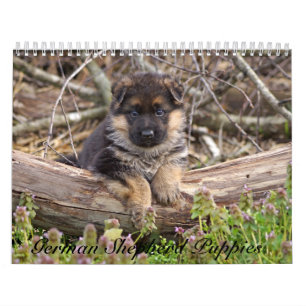 German Shepherd Puppy Calendar 2016