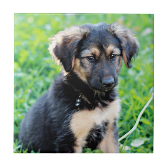 German Shepherd Puppy Ceramic Tile (Front)