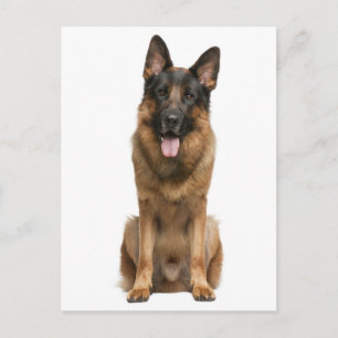 German Shepherd Puppy Dog Blank Post Card