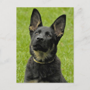 German Shepherd Puppy Dog Blank Post Card