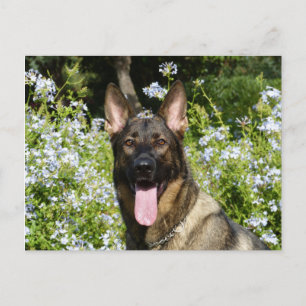 German Shepherd Puppy Dog Blank Post Card