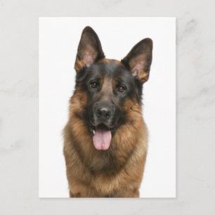 German Shepherd Puppy Dog Blank Post Card
