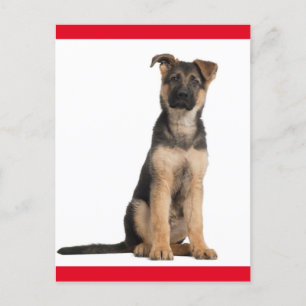 German Shepherd Puppy Dog Blank Post Card
