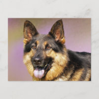 German Shepherd Puppy Dog Blank Post Card