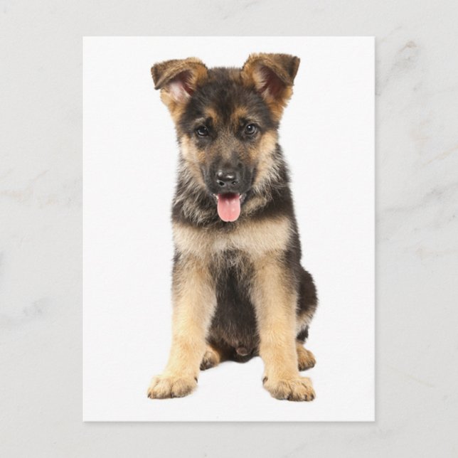German Shepherd Puppy Dog Blank Post Card (Front)