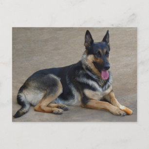 German Shepherd Puppy Dog Blank Post Card