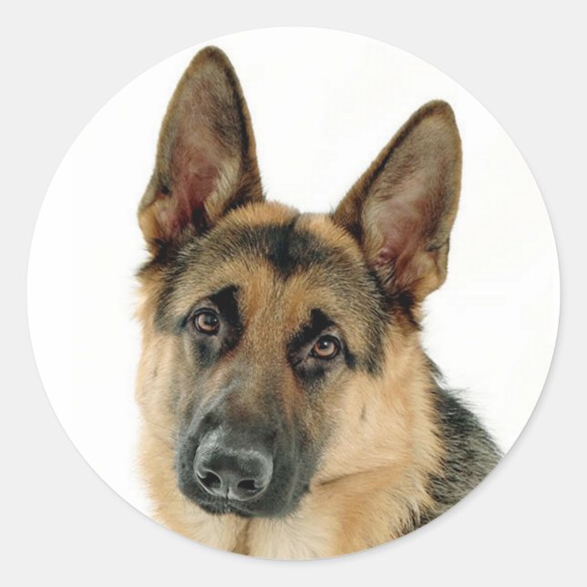 German Shepherd Puppy Dog Stickers / Labels (Front)