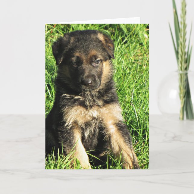 German Shepherd puppy Greeting card (Front)