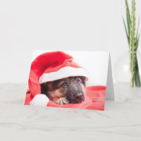 German shepherd puppy