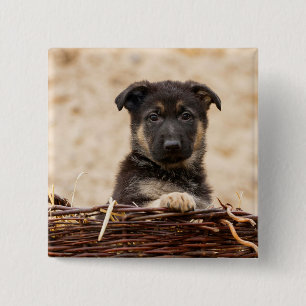 German Shepherd Puppy In Basket 15 Cm Square Badge