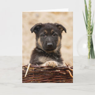 German Shepherd Puppy In Basket Card