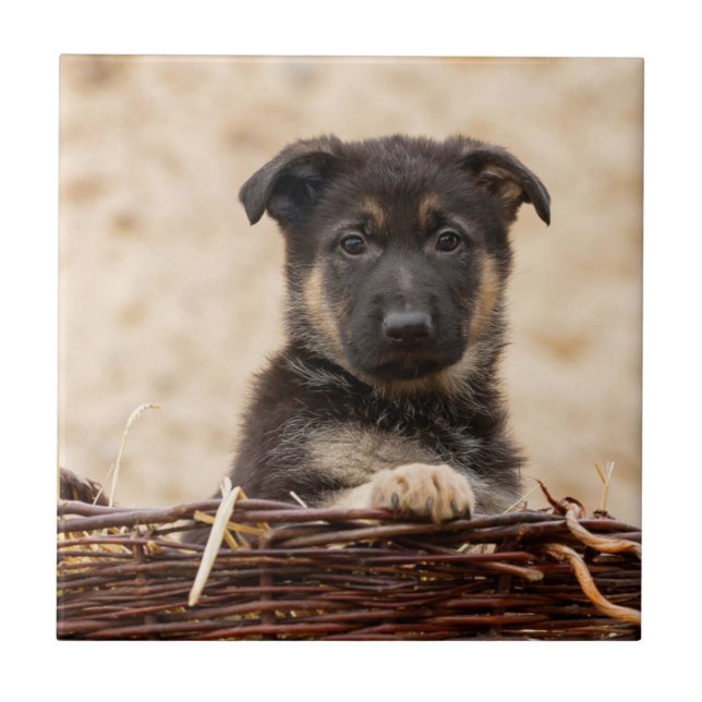German Shepherd Puppy In Basket Ceramic Tile (Front)