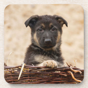 German Shepherd Puppy In Basket Coaster