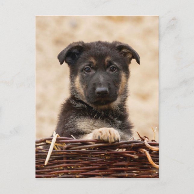 German Shepherd Puppy In Basket Postcard (Front)