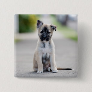 German Shepherd Puppy on Footpath 15 Cm Square Badge
