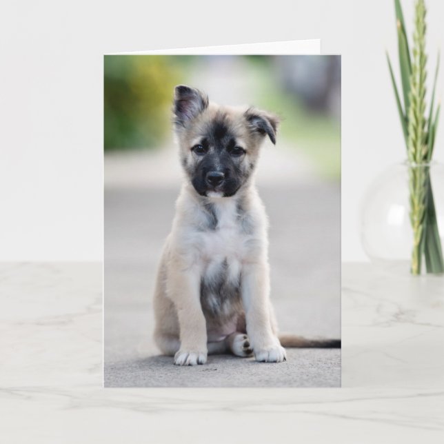 German Shepherd Puppy on Footpath Card (Front)