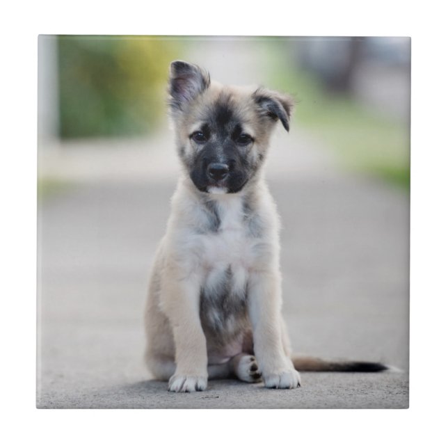 German Shepherd Puppy on Footpath Ceramic Tile (Front)
