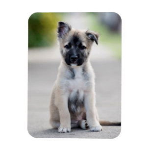 German Shepherd Puppy on Footpath Magnet