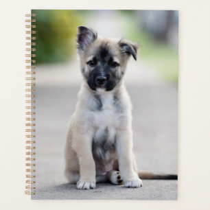 German Shepherd Puppy on Footpath Planner