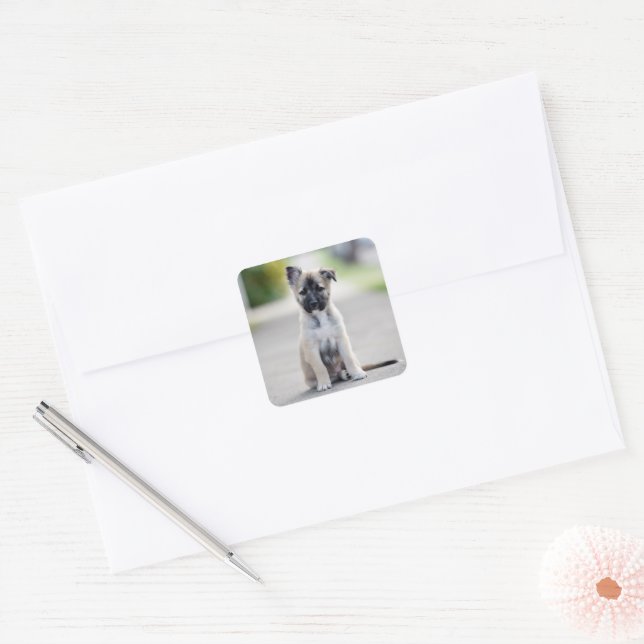German Shepherd Puppy on Footpath Square Sticker (Envelope)