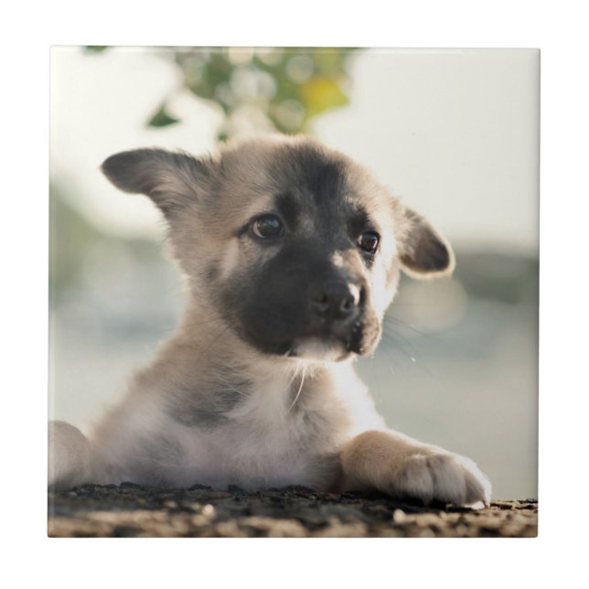 German Shepherd Puppy Over Ledge Ceramic Tile (Front)