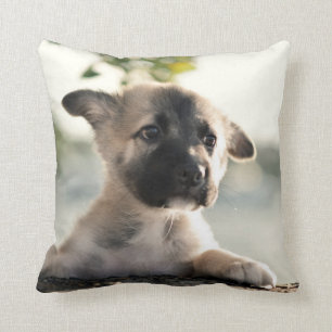 German Shepherd Puppy Over Ledge Cushion