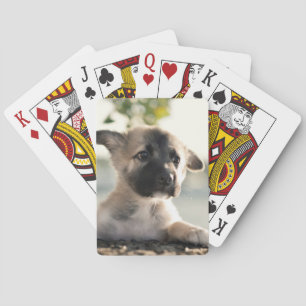 German Shepherd Puppy Over Ledge Playing Cards