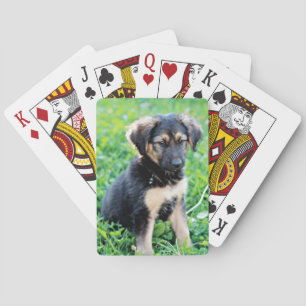 German Shepherd Puppy Playing Cards