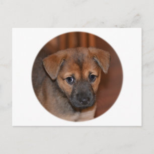 German Shepherd Puppy Postcard