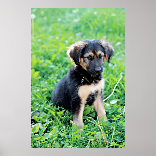 German Shepherd Puppy Poster (Front)
