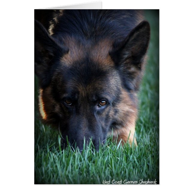 German Shepherd Randy vom Leithawald (Front)