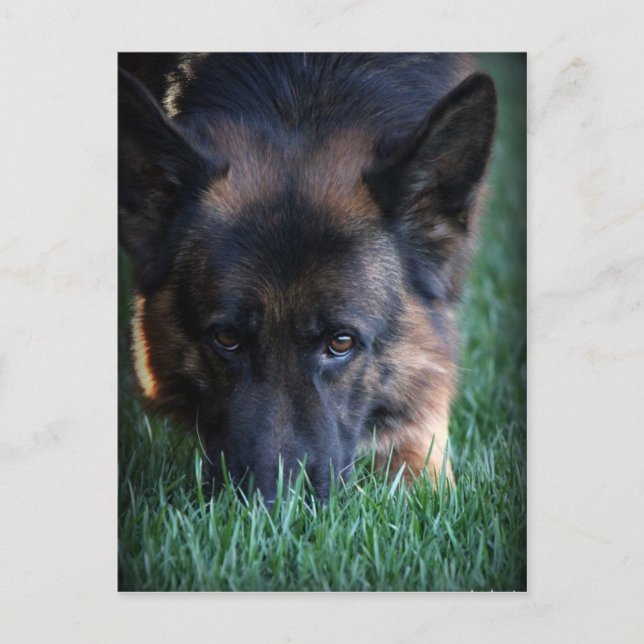 German Shepherd Randy vom Leithawald Postcard (Front)