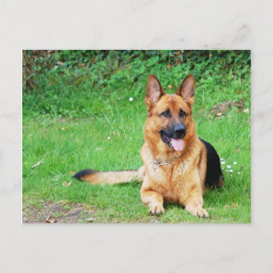 German Shepherd Resting in Grass Postcard