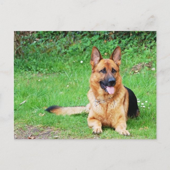 German Shepherd Resting in Grass Postcard (Front)