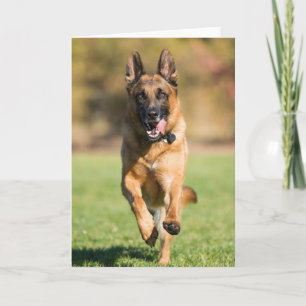 German Shepherd Running Card