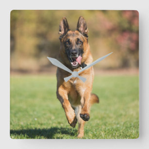 German Shepherd Running Square Wall Clock