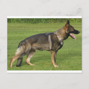 German Shepherd Sable Full Postcard