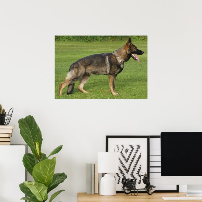 German Shepherd Sable Full  Poster (Home Office)