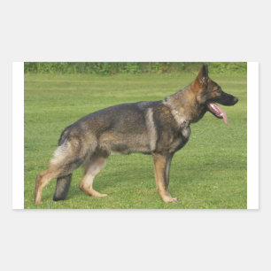 German Shepherd Sable Full  Rectangular Sticker